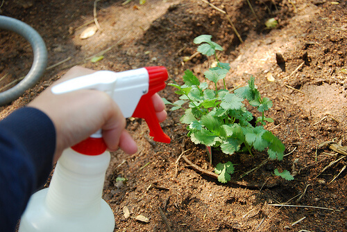 Homemade natural pesticide