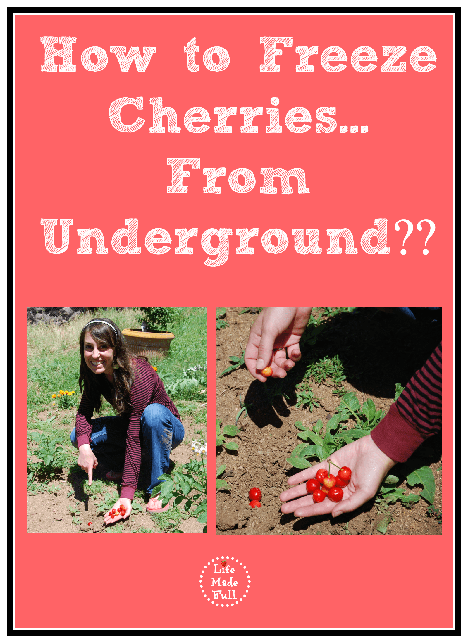 How to Freeze Cherries…From Underground??